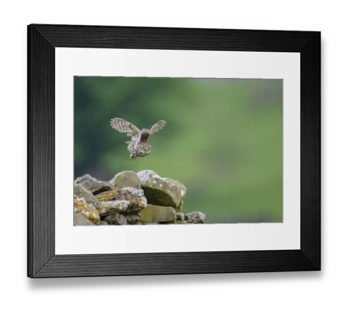 Framed Print : Little owl (Athene noctua) taking flight, NorthYorkshire, UK. June, 2021 Framed Print : Little owl (Athene noctua) taking flight, NorthYorkshire, UK. June, 2021