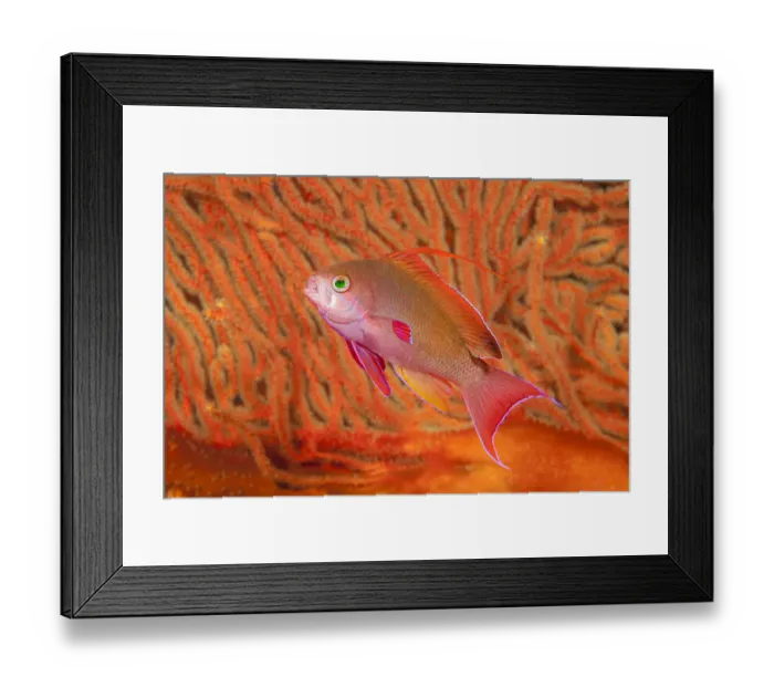 Framed Print : Scalefin anthias / Scalefin basslet (Pseudanthias squamipinnis), in front of a gorgonian sea fan (Gorgonia sp. ), Fiji, Pacific Ocean Framed Print : Scalefin anthias / Scalefin basslet (Pseudanthias squamipinnis), in front of a gorgonian sea fan (Gorgonia sp. ), Fiji, Pacific Ocean