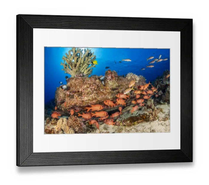Framed Print : A school of Shoulderbar soldierfish (Myripristis kuntee) swimming close to the reef for prtection during the day, Hawaii, Pacific Ocean Framed Print : A school of Shoulderbar soldierfish (Myripristis kuntee) swimming close to the reef for prtection during the day, Hawaii, Pacific Ocean