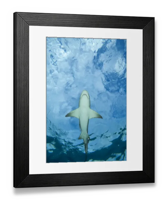 Framed Print : Male Lemon shark (Negaprion brevirostris) gliding just below the surface, Grand Bahama, Caribbean Sea