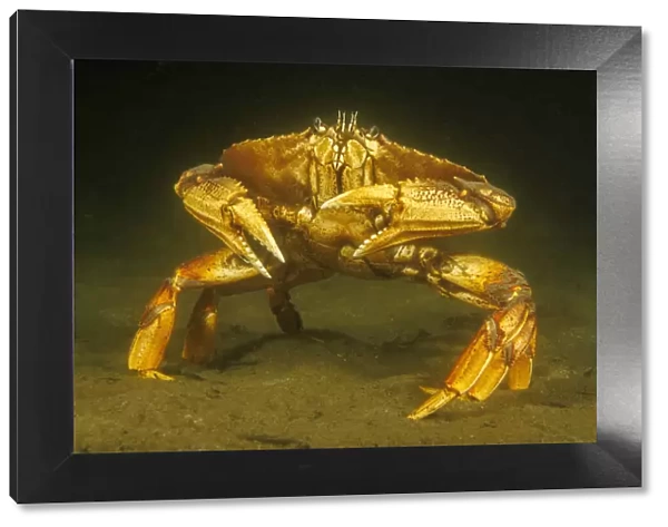 Dungeness crab (Metacarcinus magister) standing on seabed, Vancouver, British Columbia, Canada, Pacific Ocean