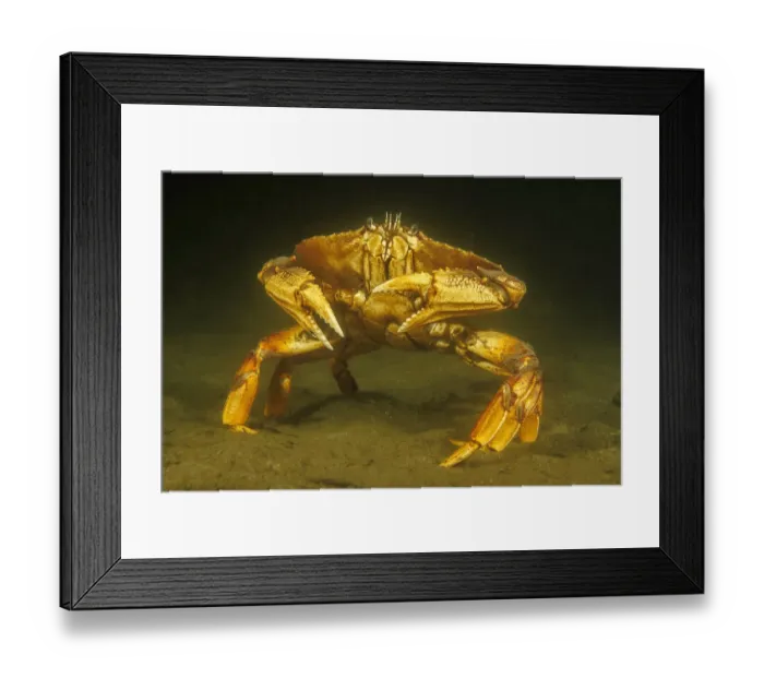 Framed Print : Dungeness crab (Metacarcinus magister) standing on seabed, Vancouver, British Columbia, Canada, Pacific Ocean Framed Print : Dungeness crab (Metacarcinus magister) standing on seabed, Vancouver, British Columbia, Canada, Pacific Ocean