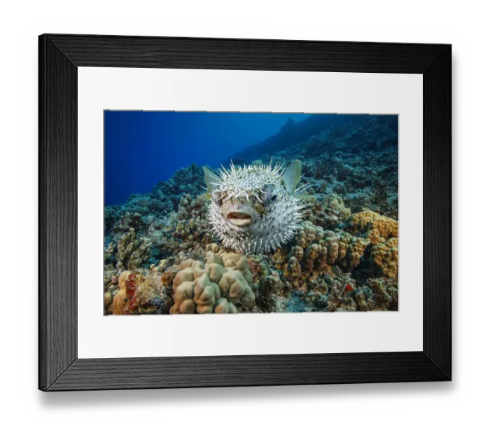 Framed Print : Spotted porcupinefish (Diodon hystrix) swimming over a reef, Hawaii, Pacific Ocean