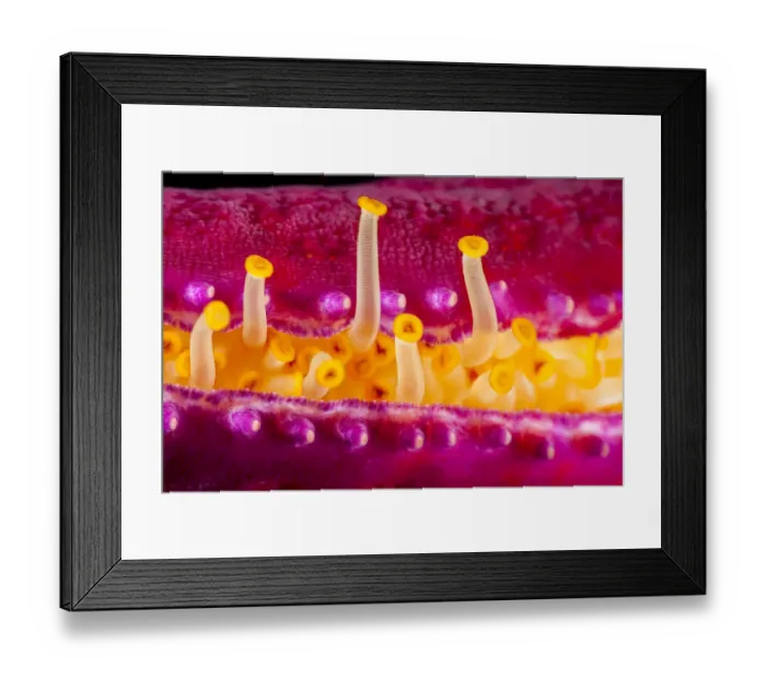 Framed Print : Close up of the tube feet of a Purple velvet seastar (Leiaster leachi), extending from the protective crevice in one of its arms, Maui, Hawaii, Pacific Ocean Framed Print : Close up of the tube feet of a Purple velvet seastar (Leiaster leachi), extending from the protective crevice in one of its arms, Maui, Hawaii, Pacific Ocean