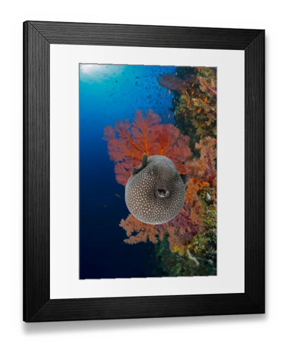 Framed Print : An inflated Guineafowl pufferfish (Arothron meleagris) in front of sea fans (Gorgonia sp. ) on a reef wall, Fiji, Pacific Ocean Framed Print : An inflated Guineafowl pufferfish (Arothron meleagris) in front of sea fans (Gorgonia sp. ) on a reef wall, Fiji, Pacific Ocean
