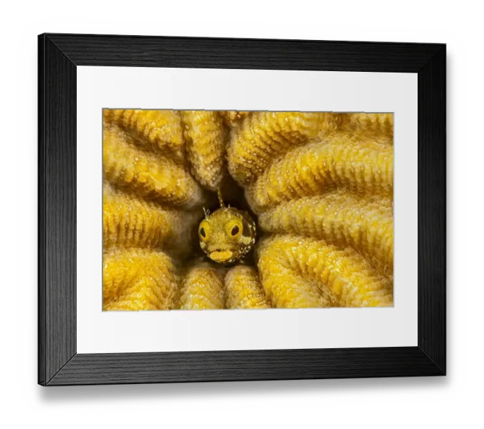 Framed Print : Spinyhead blenny (Acanthemblemaria spinosa) peeking out from a hole inhard coral, Bonaire, Lesser Antiles, Caribbean Sea Framed Print : Spinyhead blenny (Acanthemblemaria spinosa) peeking out from a hole inhard coral, Bonaire, Lesser Antiles, Caribbean Sea