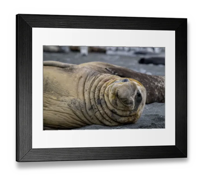Framed Print : Southern elephant seal (Mirounga leonina) resting, portrait, Gold Harbour, South Georgia Island Framed Print : Southern elephant seal (Mirounga leonina) resting, portrait, Gold Harbour, South Georgia Island