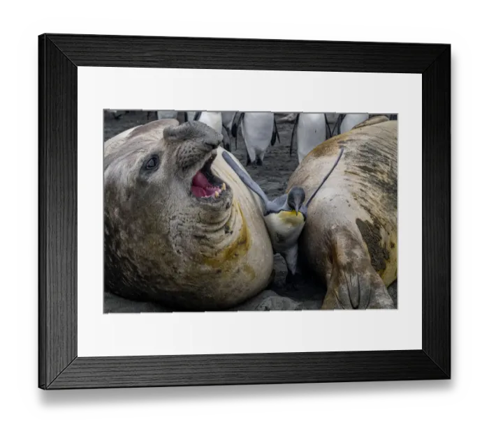 Framed Print : King penguin (Aptenodytes patagonicus) caught between two huge Southern elephant seals (Mirounga leonina) Gold Harbour, South Georgia Island Framed Print : King penguin (Aptenodytes patagonicus) caught between two huge Southern elephant seals (Mirounga leonina) Gold Harbour, South Georgia Island