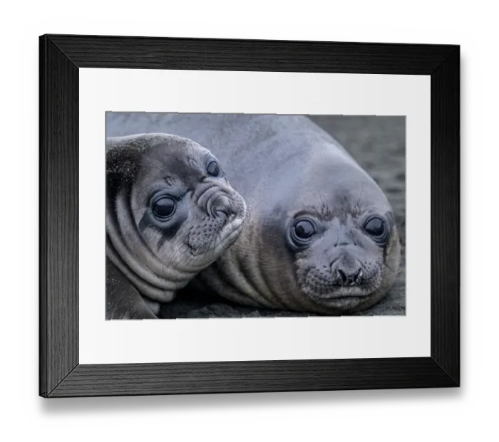 Framed Print : Southern elephant seal (Mirounga leonina) mother and cub, Gold Harbour, South Georgia Island Framed Print : Southern elephant seal (Mirounga leonina) mother and cub, Gold Harbour, South Georgia Island
