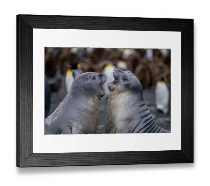 Framed Print : Juvenile Southern elephant seals (Mirounga leonina) practice fighting near a King penguin (Aptenodytes patagonicus) colony, Gold Harbour, South Georgia Island Framed Print : Juvenile Southern elephant seals (Mirounga leonina) practice fighting near a King penguin (Aptenodytes patagonicus) colony, Gold Harbour, South Georgia Island