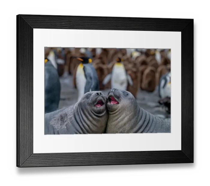 Framed Print : Juvenile Southern elephant seals (Mirounga leonina) practice fighting near a King penguin (Aptenodytes patagonicus) colony, Gold Harbour, South Georgia Island Framed Print : Juvenile Southern elephant seals (Mirounga leonina) practice fighting near a King penguin (Aptenodytes patagonicus) colony, Gold Harbour, South Georgia Island