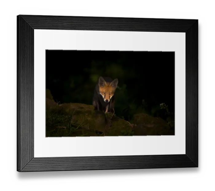 Framed Print : Red fox (Vulpes vulpes) cub pausing in a pool of dappled sunlight as it emerges from the forest, Derbyshire, UK. July Framed Print : Red fox (Vulpes vulpes) cub pausing in a pool of dappled sunlight as it emerges from the forest, Derbyshire, UK. July