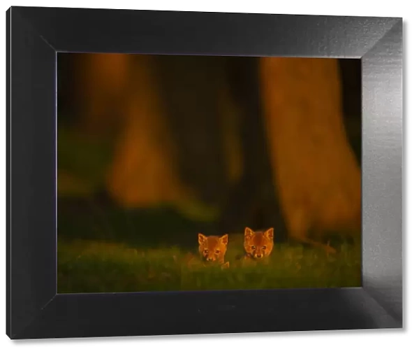 Two tiny Red fox (Vulpes vulpes) cubs emerging from their forest den in evening sunlight, Derbyshire, UK. January