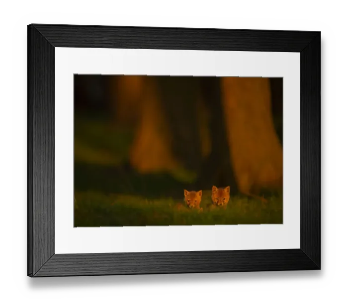 Framed Print : Two tiny Red fox (Vulpes vulpes) cubs emerging from their forest den in evening sunlight, Derbyshire, UK. January Framed Print : Two tiny Red fox (Vulpes vulpes) cubs emerging from their forest den in evening sunlight, Derbyshire, UK. January
