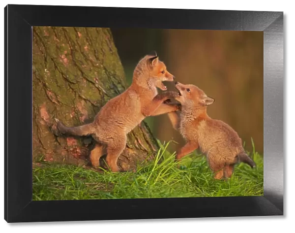 Two Red fox (Vulpes vulpes) cubs playfighting in early morning sunlight, Derbyshire, UK. January