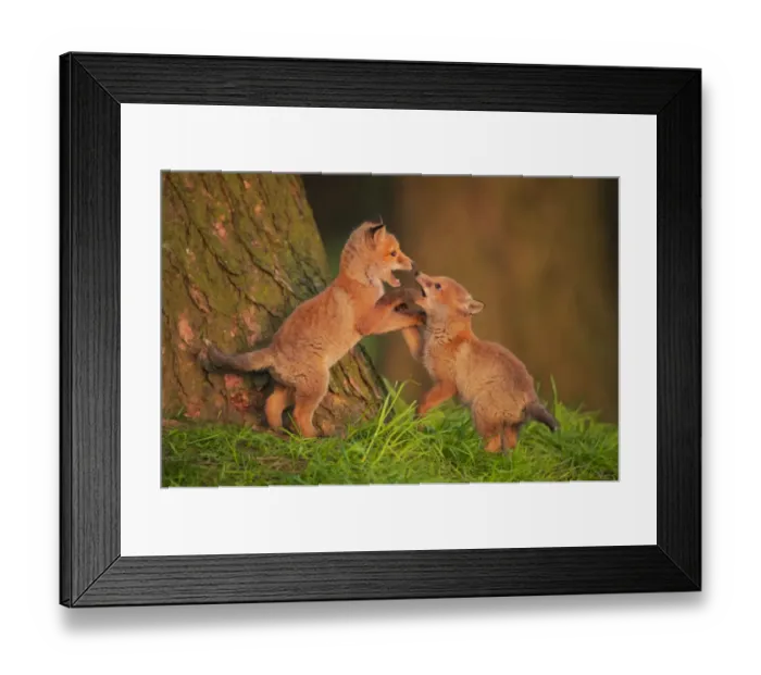 Framed Print : Two Red fox (Vulpes vulpes) cubs playfighting in early morning sunlight, Derbyshire, UK. January Framed Print : Two Red fox (Vulpes vulpes) cubs playfighting in early morning sunlight, Derbyshire, UK. January