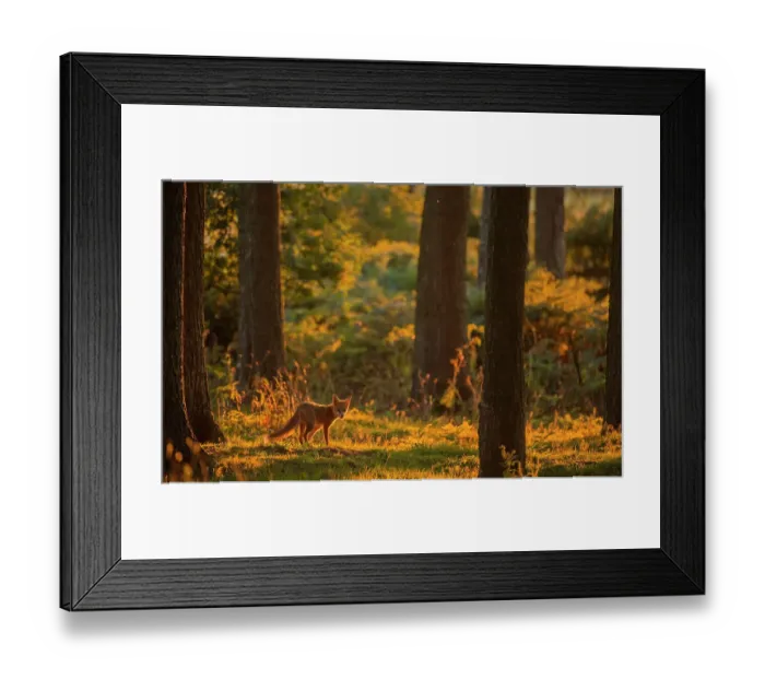 Framed Print : Red fox (Vulpes vulpes) cub wandering through pine forest in golden glow of evening sunlight, Derbyshire, UK. August Framed Print : Red fox (Vulpes vulpes) cub wandering through pine forest in golden glow of evening sunlight, Derbyshire, UK. August