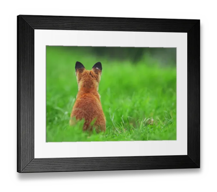 Framed Print : Red fox (Vulpes vulpes) rear view sitting on grass close to its den, Derbyshire, UK Framed Print : Red fox (Vulpes vulpes) rear view sitting on grass close to its den, Derbyshire, UK