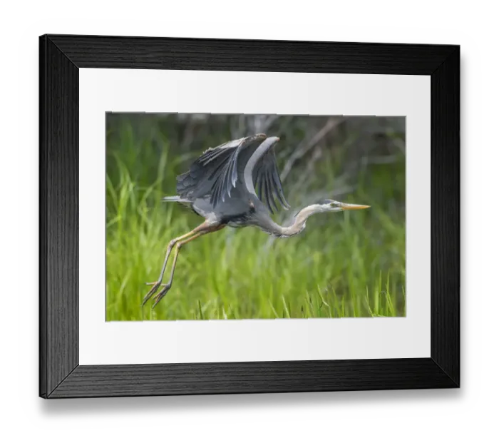 Framed Print : Great blue heron (Ardea herodias) taking flight, Acadia National Park, Maine, USA. June Framed Print : Great blue heron (Ardea herodias) taking flight, Acadia National Park, Maine, USA. June