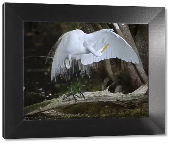 Great egret (Ardea alba) standing on a branch looking under its wing, Big Cypress National Preserve, Florida, USA
