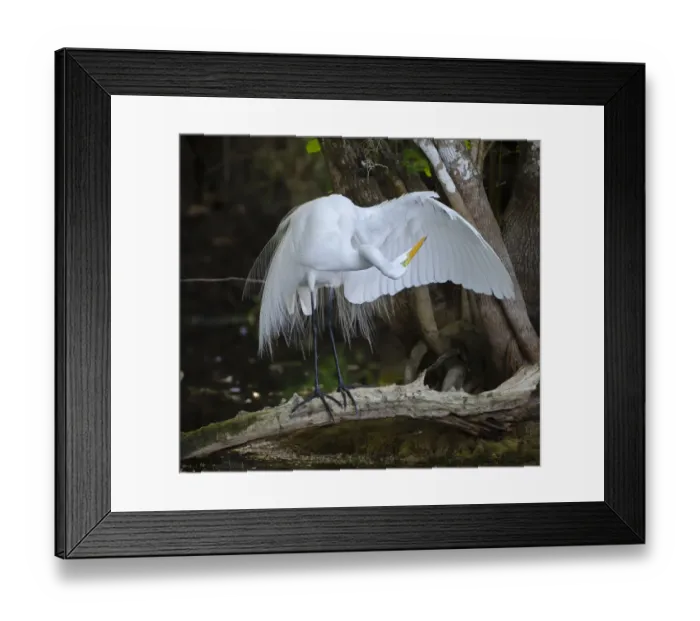 Framed Print : Great egret (Ardea alba) standing on a branch looking under its wing, Big Cypress National Preserve, Florida, USA Framed Print : Great egret (Ardea alba) standing on a branch looking under its wing, Big Cypress National Preserve, Florida, USA