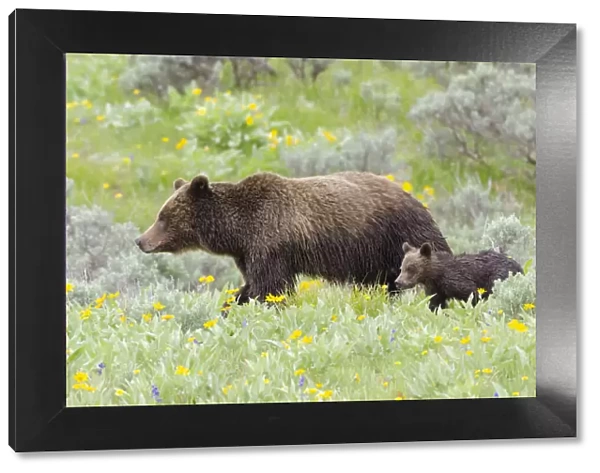 Female Grizzly bear (Ursus arctos horribilis) with cub among wildflowers, Grand Teton National Park, Wyoming, USA. June