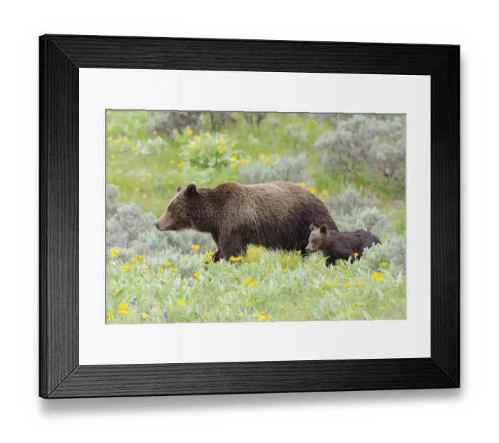 Framed Print : Female Grizzly bear (Ursus arctos horribilis) with cub among wildflowers, Grand Teton National Park, Wyoming, USA. June Framed Print : Female Grizzly bear (Ursus arctos horribilis) with cub among wildflowers, Grand Teton National Park, Wyoming, USA. June