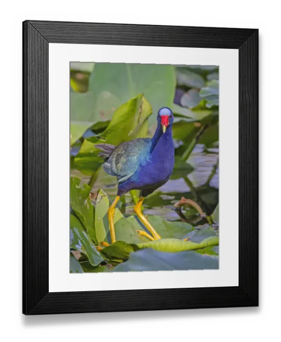Framed Print : American Purple gallinule (Porphyrio martinica) balancing on a lily pad, Everglades National Park, Florida, USA Framed Print : American Purple gallinule (Porphyrio martinica) balancing on a lily pad, Everglades National Park, Florida, USA