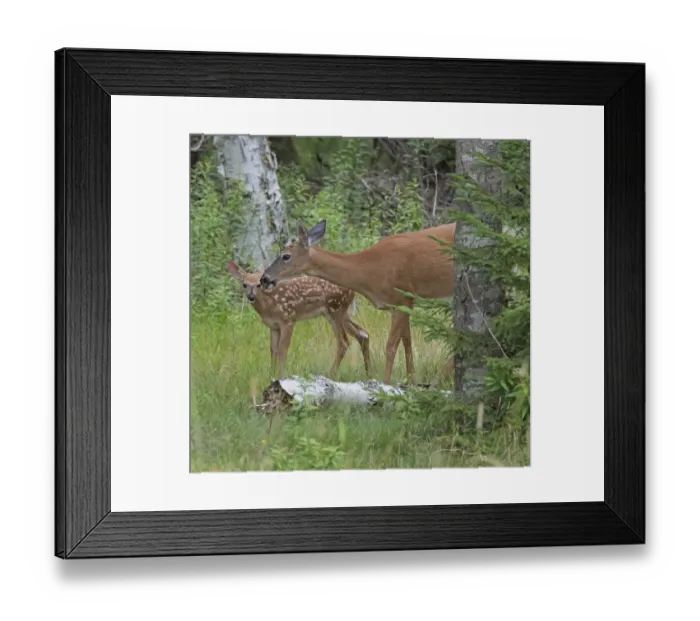 Framed Print : White-tailed deer (Odocoileus virginianus) doe with fawn in woodland, Acadia National Park, Maine, USA. July Framed Print : White-tailed deer (Odocoileus virginianus) doe with fawn in woodland, Acadia National Park, Maine, USA. July