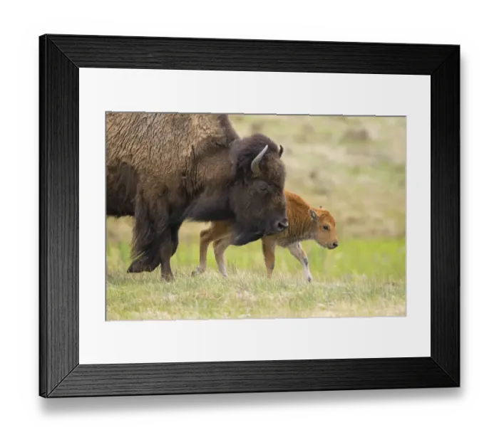 Framed Print : Female American buffalo (Bison bison) walking across grassland with newborn calf, Yellowstone National Park, Wyoming, USA. May Framed Print : Female American buffalo (Bison bison) walking across grassland with newborn calf, Yellowstone National Park, Wyoming, USA. May