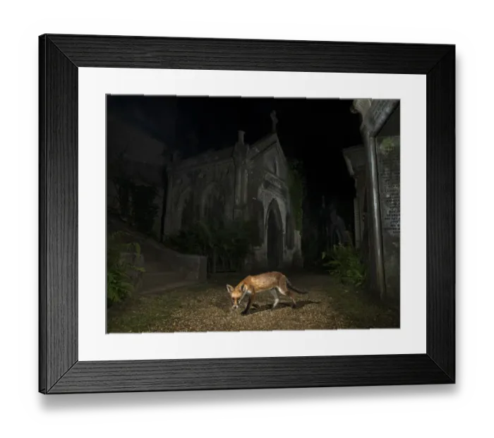 Framed Print : Red fox (Vulpes vulpes) walking through Highgate Cemetery Mausoleum at night, London, UK. August Framed Print : Red fox (Vulpes vulpes) walking through Highgate Cemetery Mausoleum at night, London, UK. August