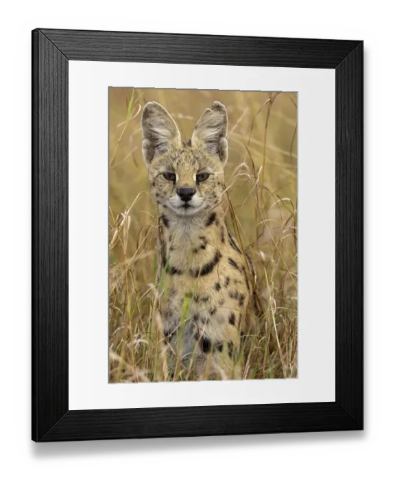 Framed Print : Female Serval (Leptailurus serval) portrait. Masai Mara national reserve, Kenya, East Africa Framed Print : Female Serval (Leptailurus serval) portrait. Masai Mara national reserve, Kenya, East Africa