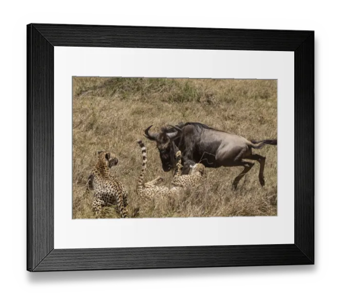 Framed Print : Two Cheetah (Acinonyx jubatus) hunting Blue wildebeest (Connochaetes taurinus). Masai Mara national reserve, Kenya, East Africa Framed Print : Two Cheetah (Acinonyx jubatus) hunting Blue wildebeest (Connochaetes taurinus). Masai Mara national reserve, Kenya, East Africa