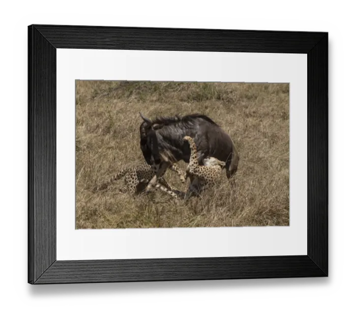 Framed Print : Two Cheetah (Acinonyx jubatus) hunting Blue wildebeest (Connochaetes taurinus). Masai Mara national reserve, Kenya, East Africa Framed Print : Two Cheetah (Acinonyx jubatus) hunting Blue wildebeest (Connochaetes taurinus). Masai Mara national reserve, Kenya, East Africa