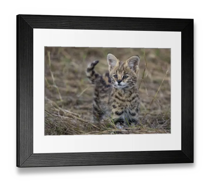 Framed Print : Serval kitten (Leptailurus serval), aged two months, near its mother, in savannah. Masai Mara national reserve, Kenya, East Africa Framed Print : Serval kitten (Leptailurus serval), aged two months, near its mother, in savannah. Masai Mara national reserve, Kenya, East Africa