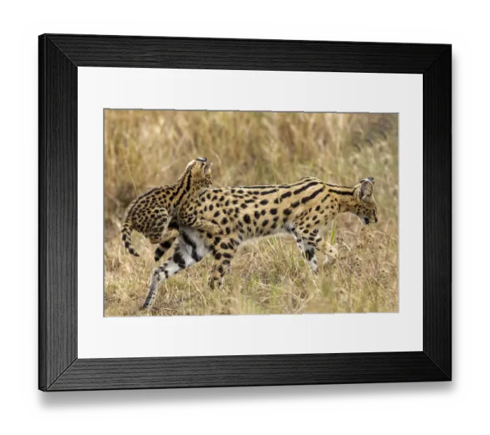 Framed Print : Serval kitten (Leptailurus serval), aged two months, griping onto its mothers backside while she is walking, in savannah. Masai Mara national reserve, Kenya, East Africa Framed Print : Serval kitten (Leptailurus serval), aged two months, griping onto its mothers backside while she is walking, in savannah. Masai Mara national reserve, Kenya, East Africa