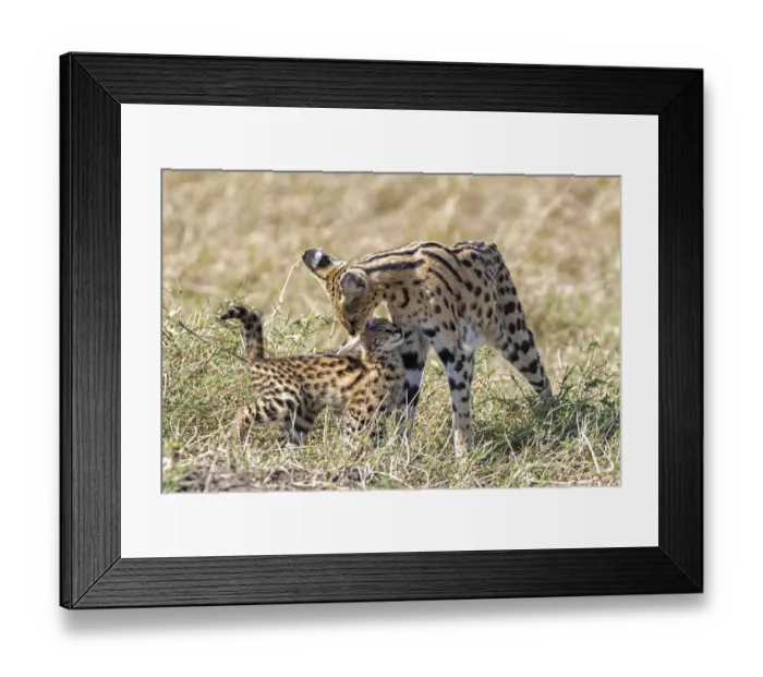 Framed Print : Mother Serval (Leptailurus serval) nuzzling and cleaning her kitten, aged two months, in savannah, Masai Mara national reserve, Kenya, East Africa Framed Print : Mother Serval (Leptailurus serval) nuzzling and cleaning her kitten, aged two months, in savannah, Masai Mara national reserve, Kenya, East Africa