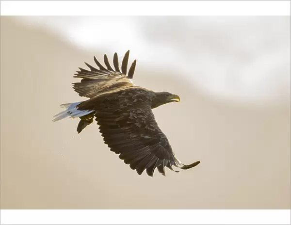 White tailed eagle (Haliaeetus albicilla) calling in flight, Isle of Mull, Argyll Scotland, UK. October