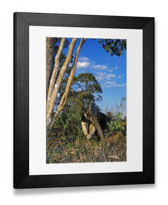 Framed Print : Giant anteater (Myrmecophaga tridactyla) foraging for ant and termite nests across savannah grassland, Caiman Ecological Refuge, Pantanal, Brazil Framed Print : Giant anteater (Myrmecophaga tridactyla) foraging for ant and termite nests across savannah grassland, Caiman Ecological Refuge, Pantanal, Brazil