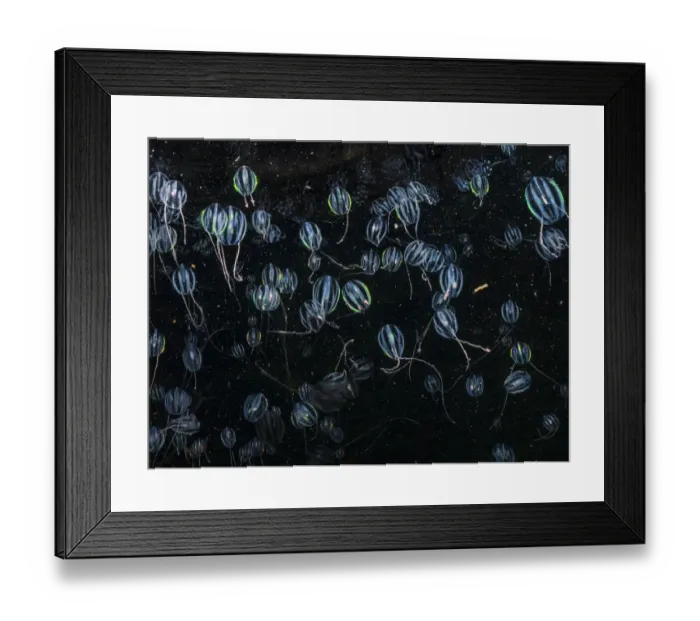 Framed Print : A bloom of Sea goosberries (Pleurobrachia pileus), Birsay, Shetland, Scotland, North Atlantic Ocean, UK Framed Print : A bloom of Sea goosberries (Pleurobrachia pileus), Birsay, Shetland, Scotland, North Atlantic Ocean, UK