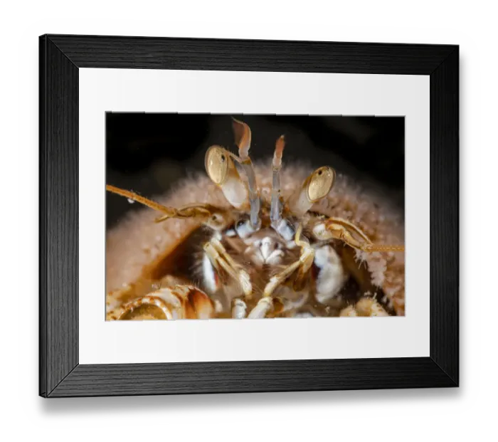 Framed Print : Common hermit crab (Pagurus bernhardus) with Snail fur (Hydractinia echinata) growing on its shell, close up, Ronas Voe, Shetland, Scotland, North Atlantic Ocean, UK Framed Print : Common hermit crab (Pagurus bernhardus) with Snail fur (Hydractinia echinata) growing on its shell, close up, Ronas Voe, Shetland, Scotland, North Atlantic Ocean, UK