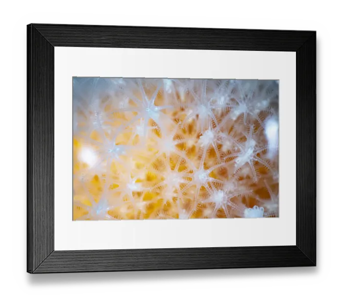 Framed Print : Dead-mans finger (Alcyonium digitatum), close up of feeding polyps, Levenwick, Shetland, Scotland, North Atlantic Ocean, UK Framed Print : Dead-mans finger (Alcyonium digitatum), close up of feeding polyps, Levenwick, Shetland, Scotland, North Atlantic Ocean, UK