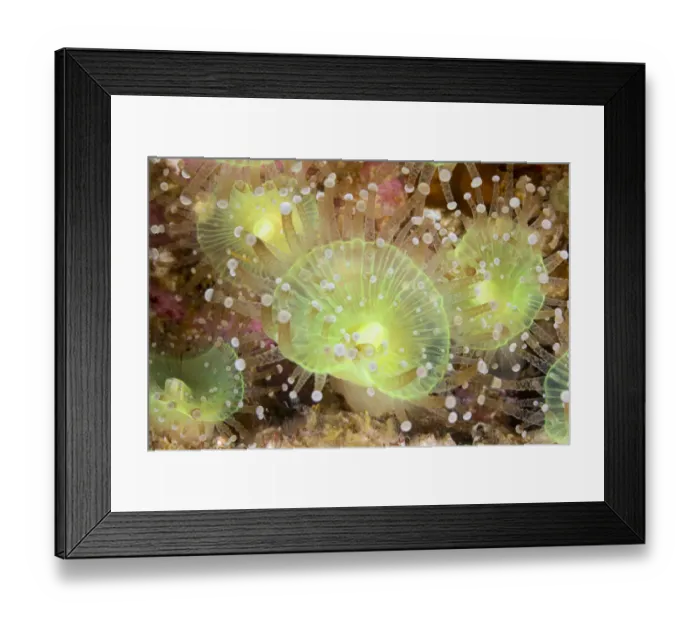 Framed Print : Jewel anemones (Corynactis viridis), green form, close up, Bressay, Shetland, Scotland, North Atlantic Ocean, UK Framed Print : Jewel anemones (Corynactis viridis), green form, close up, Bressay, Shetland, Scotland, North Atlantic Ocean, UK