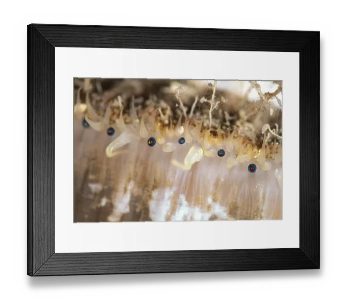 Framed Print : Great scallop (Pecten maximus) eyes, close up, Ronas Voe, Shetland, Scotland, North Atlantic Ocean, UK Framed Print : Great scallop (Pecten maximus) eyes, close up, Ronas Voe, Shetland, Scotland, North Atlantic Ocean, UK