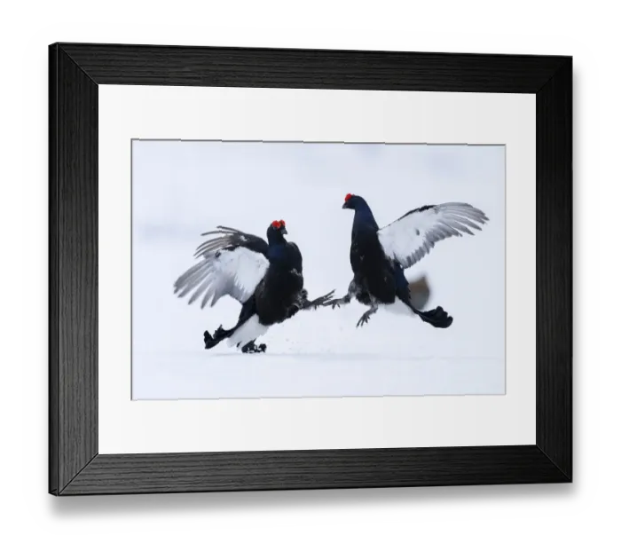 Framed Print : Two male Black grouse (Lyrurus tetrix) fighting and sparing over territory at a snow covered lek, Vasterbotten, Sweden. April Framed Print : Two male Black grouse (Lyrurus tetrix) fighting and sparing over territory at a snow covered lek, Vasterbotten, Sweden. April