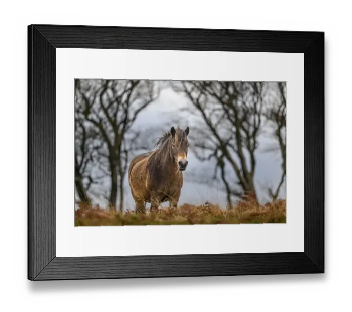 Framed Print : Exmoor pony (Equus ferus caballus), semi-feral native breed, in high grasses, Exmoor National Park, Somerset / Devon, England. November Framed Print : Exmoor pony (Equus ferus caballus), semi-feral native breed, in high grasses, Exmoor National Park, Somerset / Devon, England. November