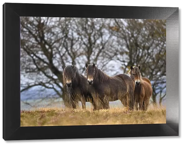 Three Exmoor ponies (Equus ferus caballus), semi-feral native breed, in Exmoor National Park, Somerset  /  Devon, England. November