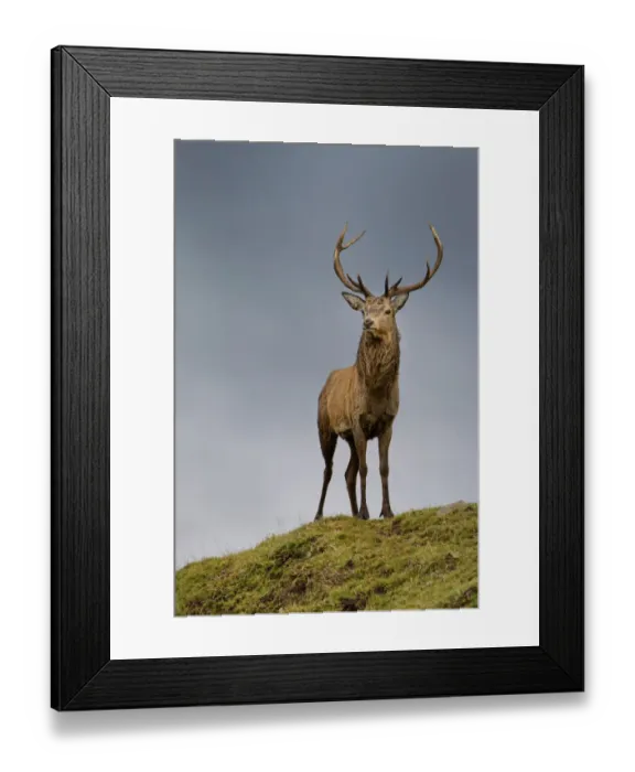 Framed Print : Red deer stag (Cervus elaphus) during rut on lookout, Exmoor National Park, Somerset / Devon, England. October Framed Print : Red deer stag (Cervus elaphus) during rut on lookout, Exmoor National Park, Somerset / Devon, England. October
