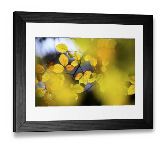 Framed Print : Turning European beech (Fagus sylvatica) leaves in autumn. Exmoor National Park, Somerset / Devon, England. November Framed Print : Turning European beech (Fagus sylvatica) leaves in autumn. Exmoor National Park, Somerset / Devon, England. November