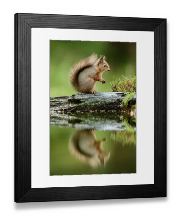 Framed Print : Red squirrel (Sciurus vulgaris) with reflection, sitting in woodland, Yorkshire Dales National Park, Yorkshire, England. November Framed Print : Red squirrel (Sciurus vulgaris) with reflection, sitting in woodland, Yorkshire Dales National Park, Yorkshire, England. November